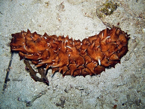 Tubercule Sea Cucumber