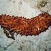 Tubercule Sea Cucumber - Photo (c) Blogie Robillo, some rights reserved (CC BY-NC-ND)