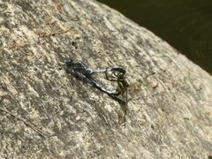 Orthetrum albistylum speciosum
