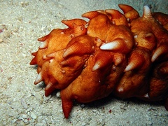 Stichopus pseudohorrens
