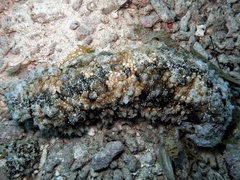 Stichopus