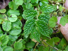 Elatostema parvum