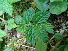 Elatostema parvum