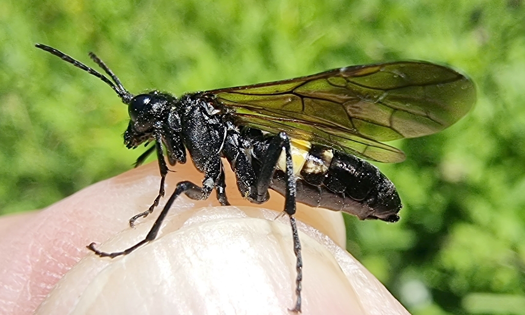 Tenthredo caucasica cinctaria