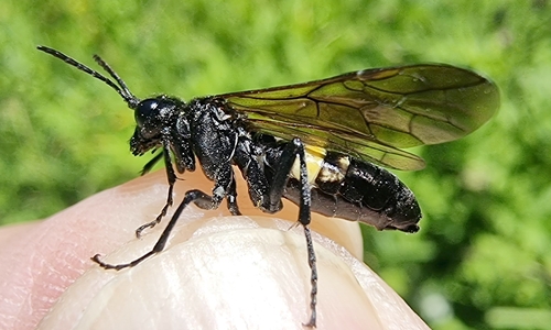 Tenthredo caucasica cinctaria