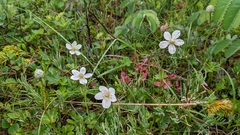 Anemone parviflora