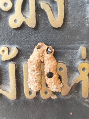 Sceliphron madraspatanum