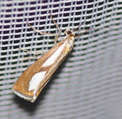 Catoptria conchella