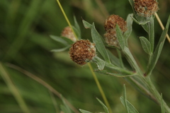 Centaurea × livonica