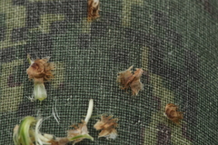 Centaurea × livonica