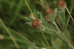 Centaurea × livonica