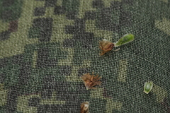 Centaurea × livonica