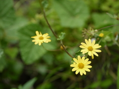 Senecio bombayensis