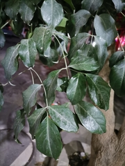 Heteropanax fragrans