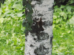 Passer montanus