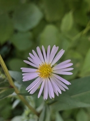 Symphyotrichum novi-belgii