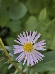 Symphyotrichum novi-belgii