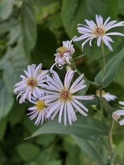 Symphyotrichum novi-belgii