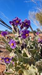Solanum lasiophyllum