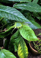 Dorstenia turnerifolia