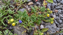 Potentilla litoralis
