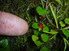 Nertera dichondrifolia