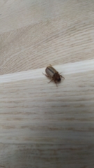 Amphimallon solstitiale