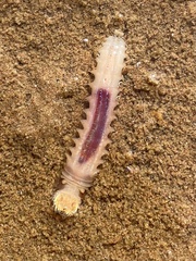 Pectinariidae