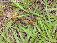 Diogmites crudelis