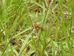 Diogmites crudelis