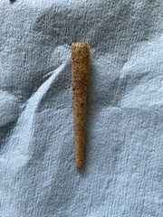 Pectinariidae