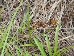 Diogmites crudelis