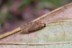 Hemerobius humulinus