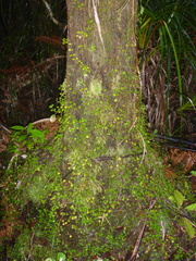 Nertera dichondrifolia