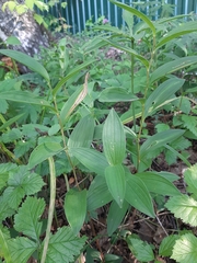 Polygonatum humile