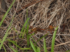 Diogmites crudelis