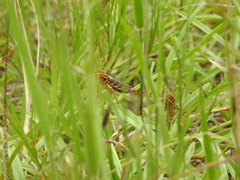 Diogmites crudelis