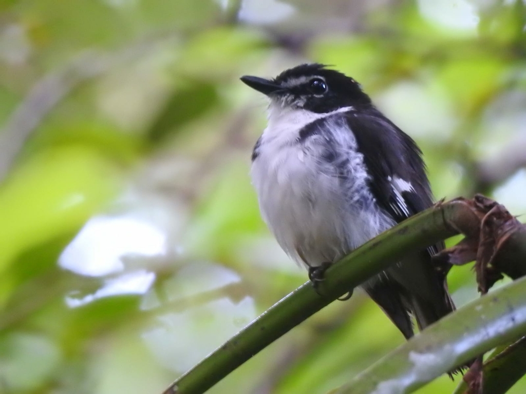 Black-Sided Robin