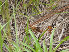 Diogmites crudelis
