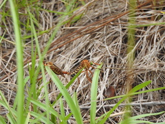 Diogmites crudelis