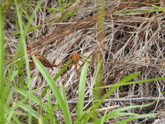 Diogmites crudelis