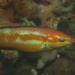 Slenderspine Wrasse - Photo (c) Zack, some rights reserved (CC BY-NC)