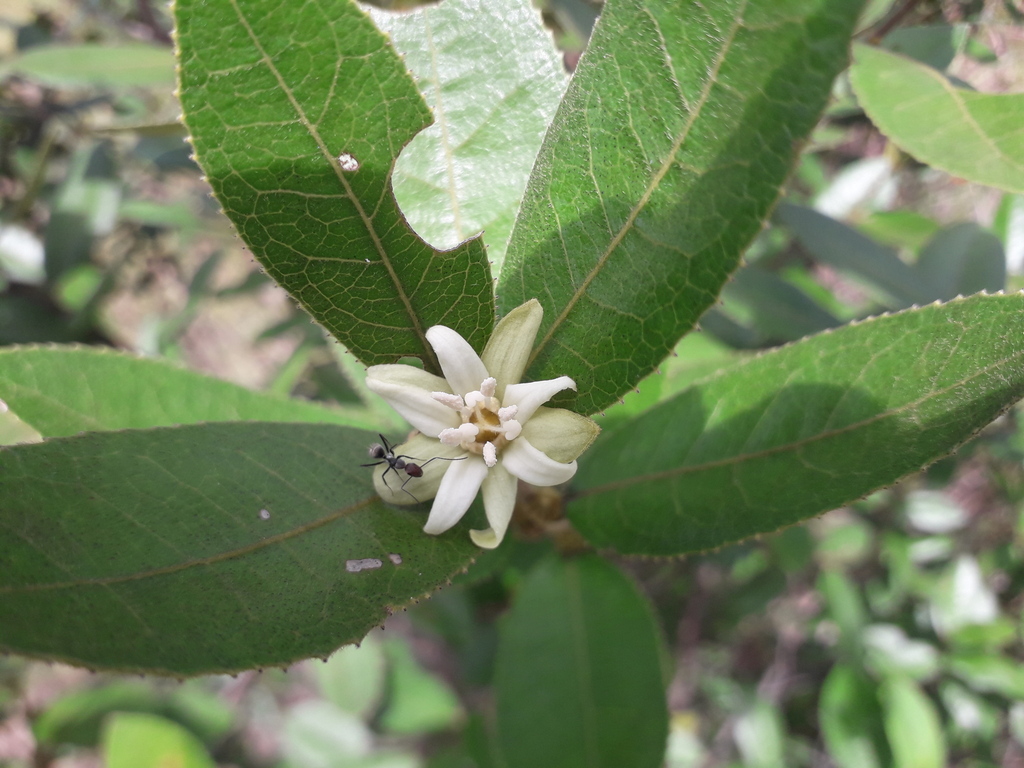 Kalahari Titbitbush