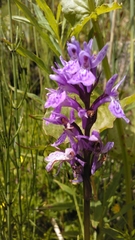 Dactylorhiza majalis