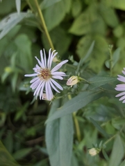 Symphyotrichum novi-belgii