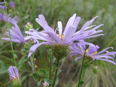 Aster amellus bessarabicus