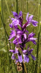 Dactylorhiza majalis