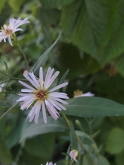 Symphyotrichum novi-belgii
