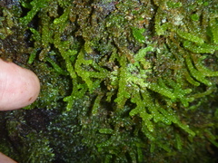 Lembophyllum divulsum