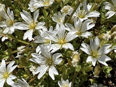 Cerastium uniflorum
